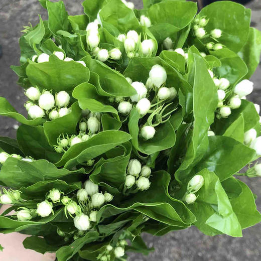 香气十足的茉莉花 商品图1