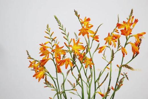火焰兰 橙色 商品图2