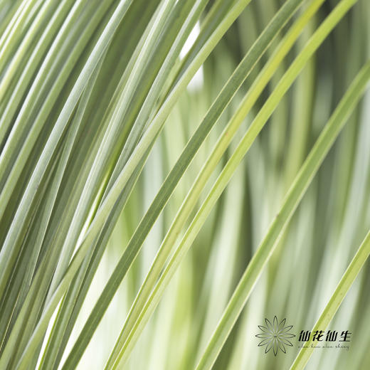 叶材 | 钢草 商品图1