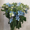 蓝星花 蓝色 圆瓣 商品缩略图1