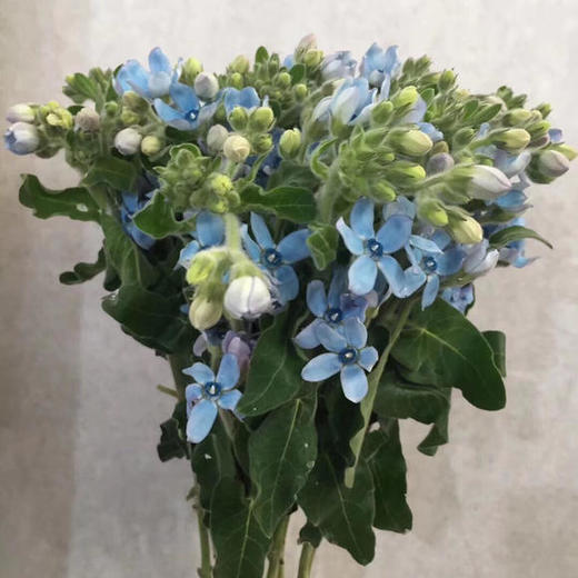 蓝星花 蓝色 圆瓣 商品图1