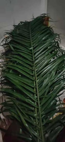 针叶，10片 商品图1