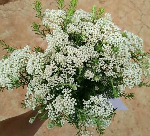 米花 白色 商品图0