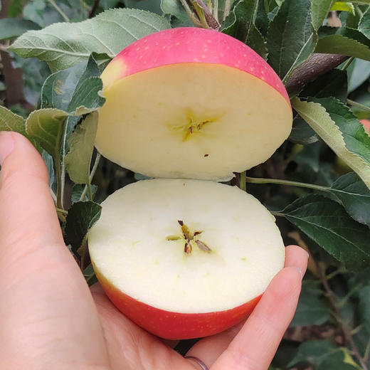 山西嘎啦苹果 皮薄多汁 现摘现发 清甜爽口 原生态种植  4斤装 商品图2