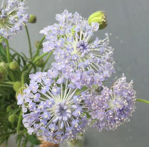 翠珠白，粉，蓝，点开查看 商品图0