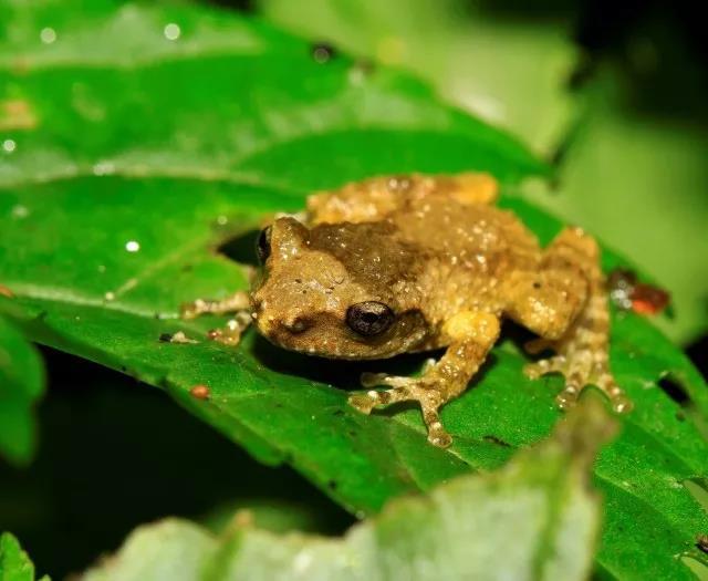 书中井冈山地区是由江西井冈山国家*自然保护区,南风面国家*自然保护