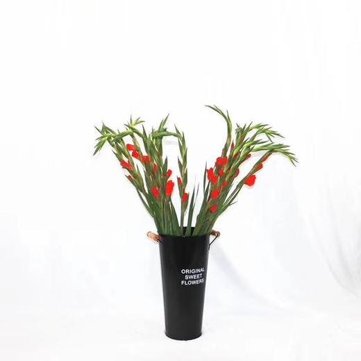 剑兰 红色 商品图4