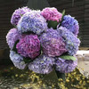 绣球 粉紫色 商品缩略图1