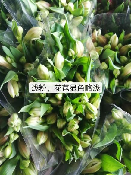 海盛六出花水仙百合 10支粉色 商品图1