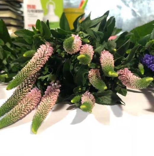 鼠尾 粉色 商品图0