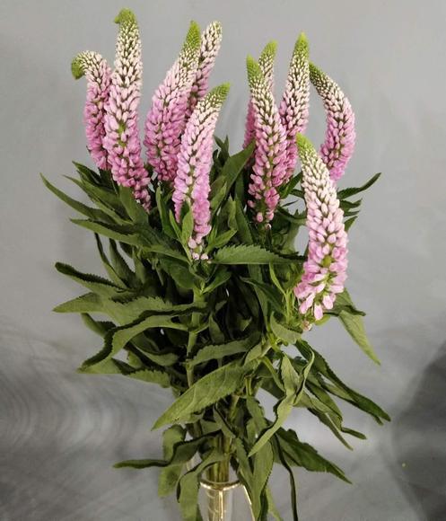 鼠尾 粉色 商品图1