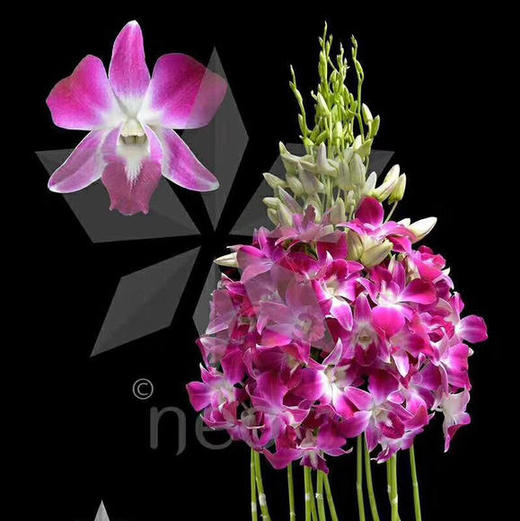 洋兰 紫色 中花 商品图0