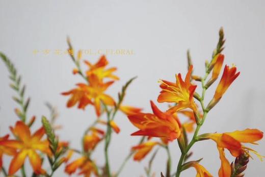 火焰兰 橙色 商品图3