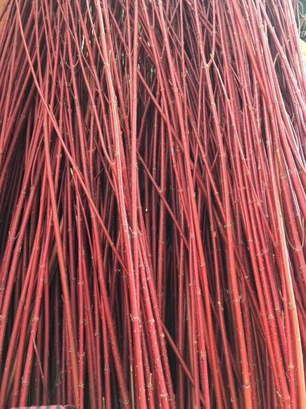 红瑞木 商品图2