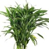 富贵竹 商品缩略图4