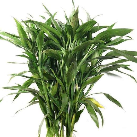 富贵竹 商品图4