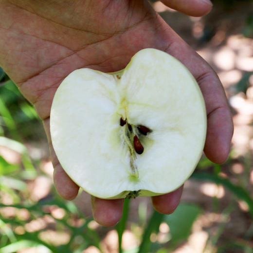 现摘现发_山区沙面伏苹果_酸甜可口又沙又面的青苹果500g