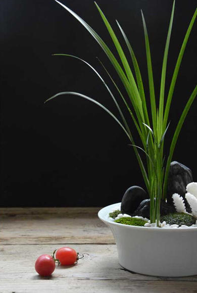 菖蒲叶 商品图1