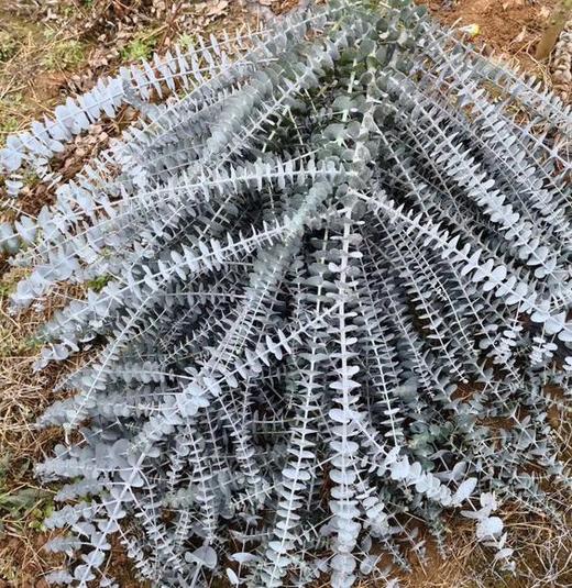 小叶多支尤加利 蓝宝贝A 商品图1