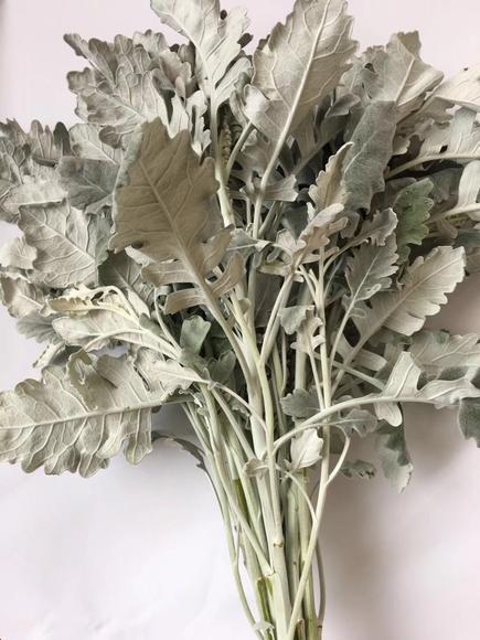 银叶菊 商品图3