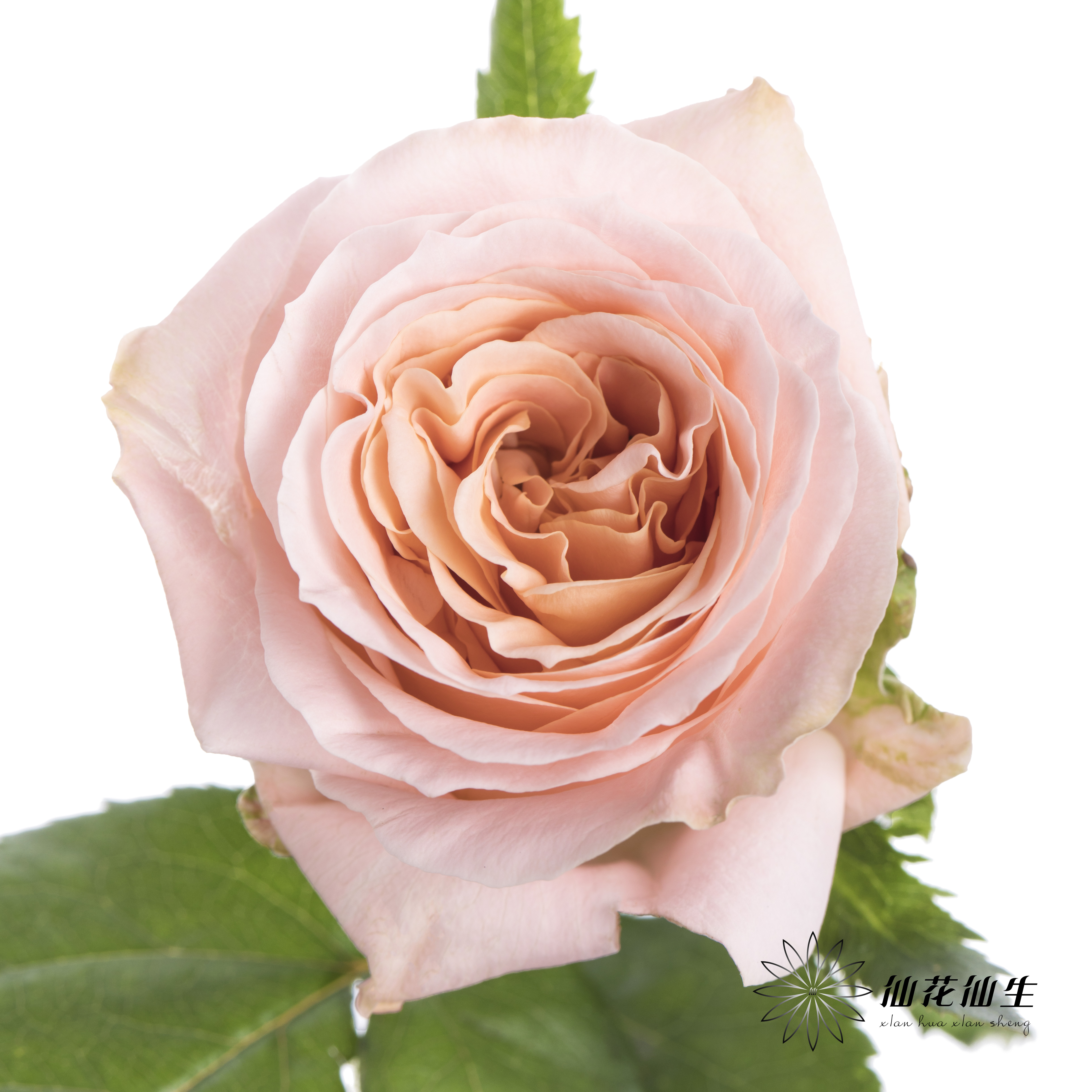 单头玫瑰 | 微光