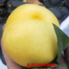 山东沂蒙山黄金油桃 （18个左右）4.5斤 商品缩略图0