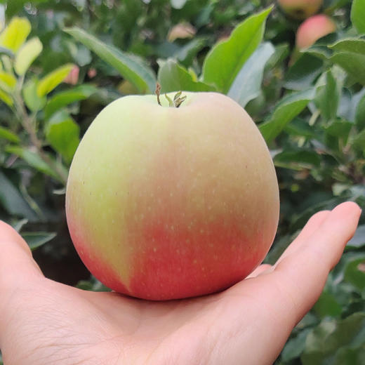 山西嘎啦苹果 皮薄多汁 现摘现发 清甜爽口 原生态种植  4斤装 商品图5