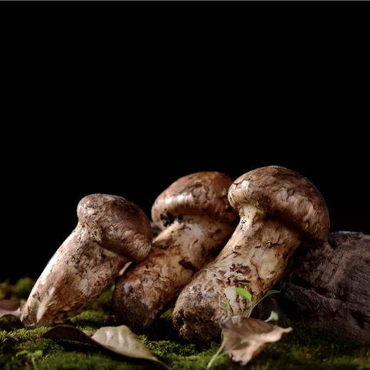 2025头等鲜【香格里拉 松茸】新鲜山上现采现发，72小时内从深山上送到你家餐桌！！ 商品图7