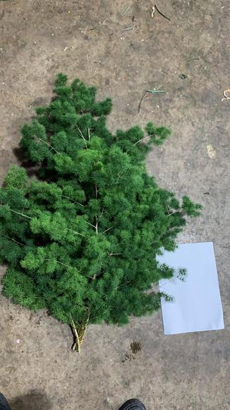 蓬莱松， 商品图4