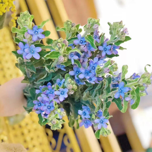 蓝星花 蓝色 圆瓣 商品图0