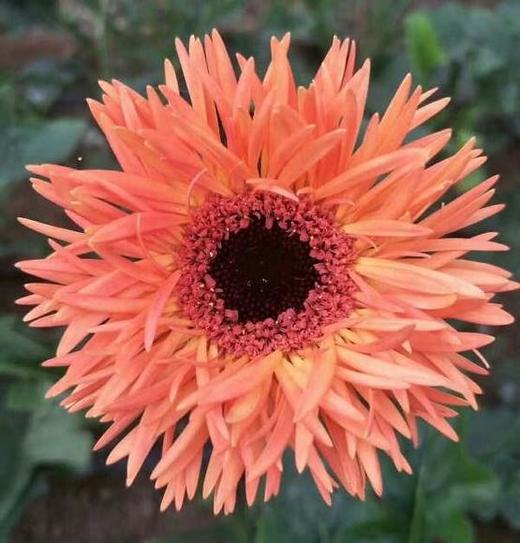 拉丝非洲菊 橙色 商品图0