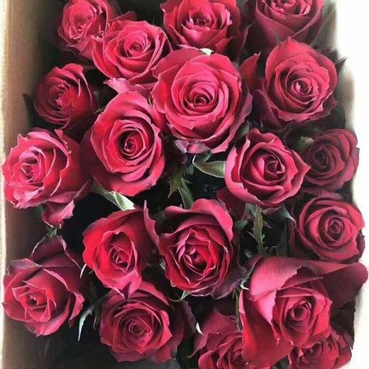 玫瑰 玫昂红A 商品图1