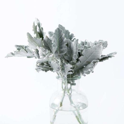 银叶菊 商品图4