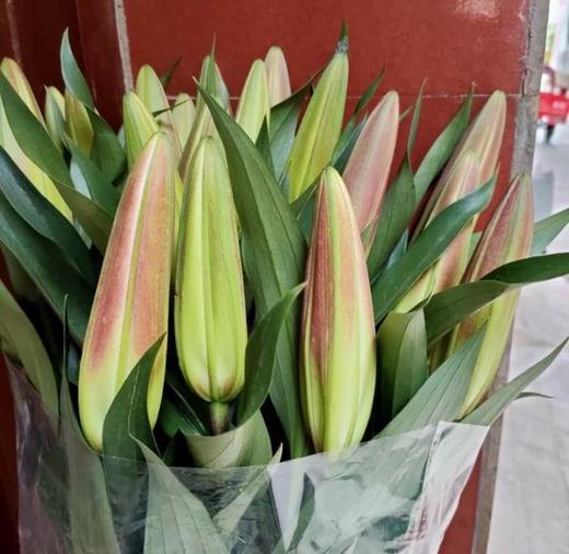 百合 罗宾娜 2头红百合，连云港 商品图0