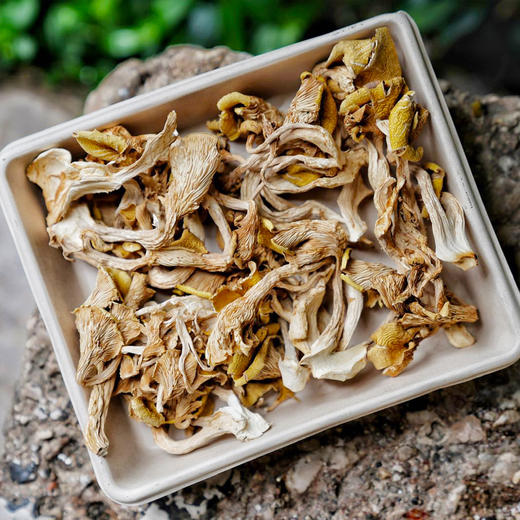 鸡油菌干厨房团队实地溯源颜色鲜艳杏黄似鸡油煲汤鲜美炒食脆嫩自然