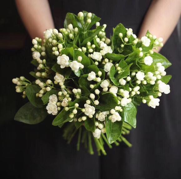 香气十足的茉莉花