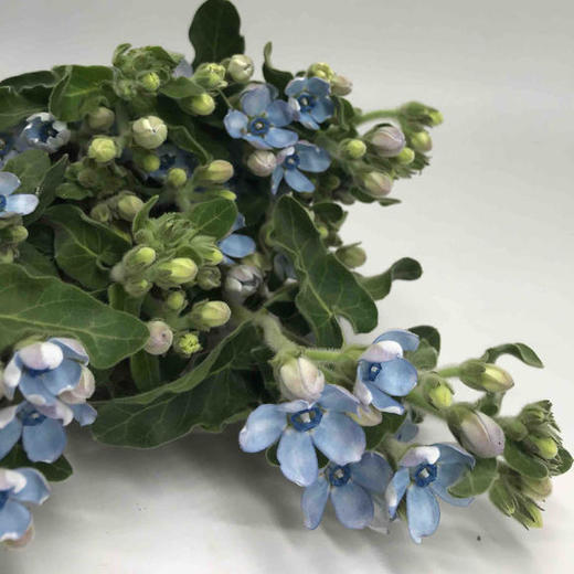 蓝星花 蓝色 圆瓣 商品图2