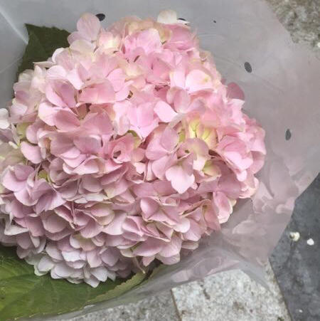 绣球 粉色浅粉色 商品图2