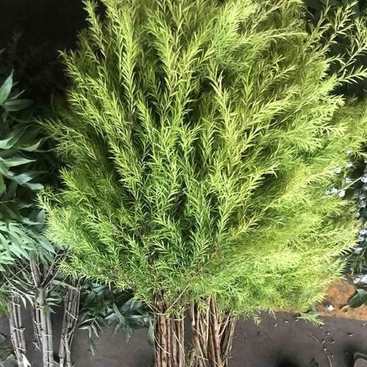 原色千层金 商品图1