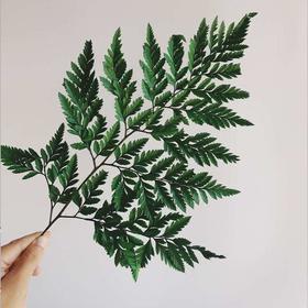 羊齿