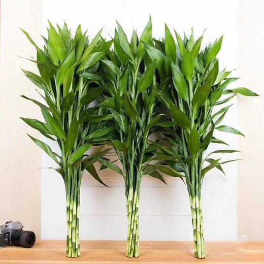 富贵竹 商品图1