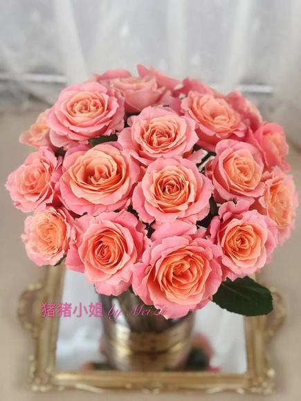 猪小姐 商品图1