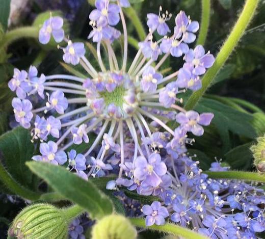 翠珠白，粉，蓝，点开查看 商品图1