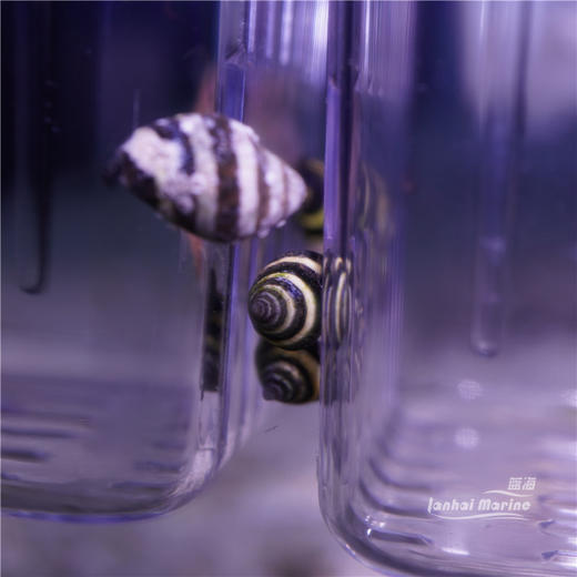 蜜蜂螺 商品图5