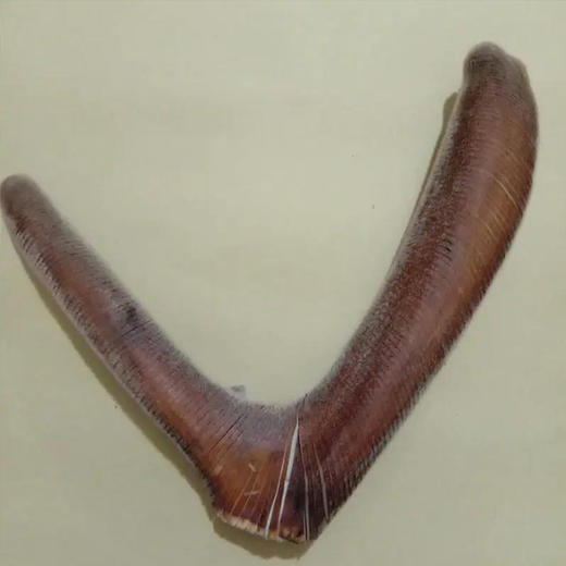 正安国 梅花鹿头茬二杠小枝 特级鹿茸 身体进补好物 高端礼品甄选 长辈赠礼 顺丰【不可用券】 商品图3