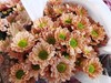 小菊 挑色朋友圈选色 商品缩略图3