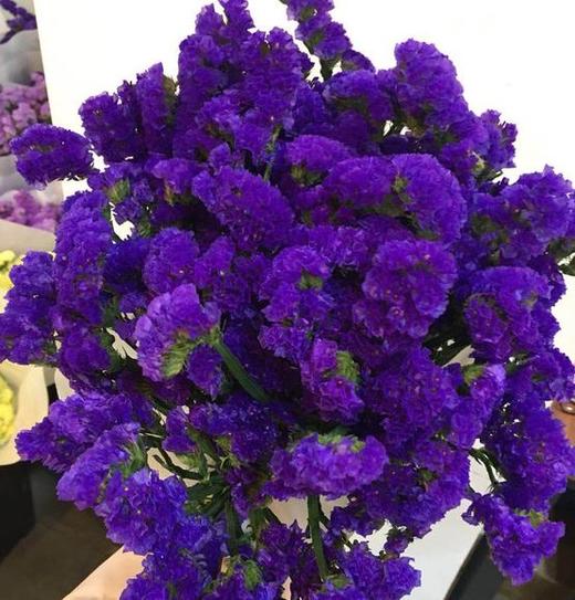 勿忘我 深紫色 商品图0