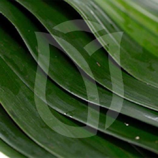 巴西叶 商品图0