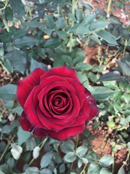 玫瑰 玫昂红A 商品图3