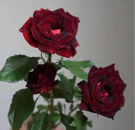 多头玫瑰 紫罗兰 商品图0